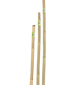Verdemax Canna bamboo piena h180cm New