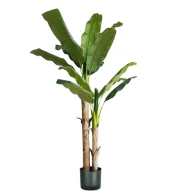 Pianta di banano in polietilene, 170 cm Best